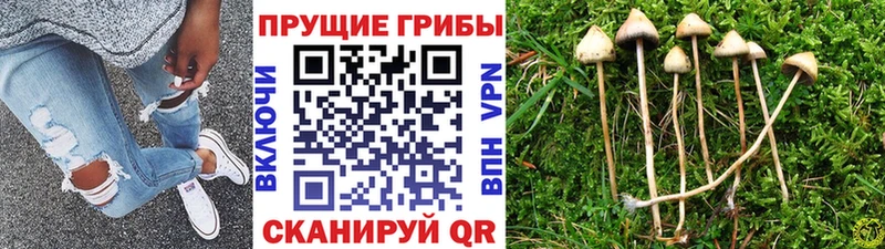 Псилоцибиновые грибы GOLDEN TEACHER  Зеленокумск 